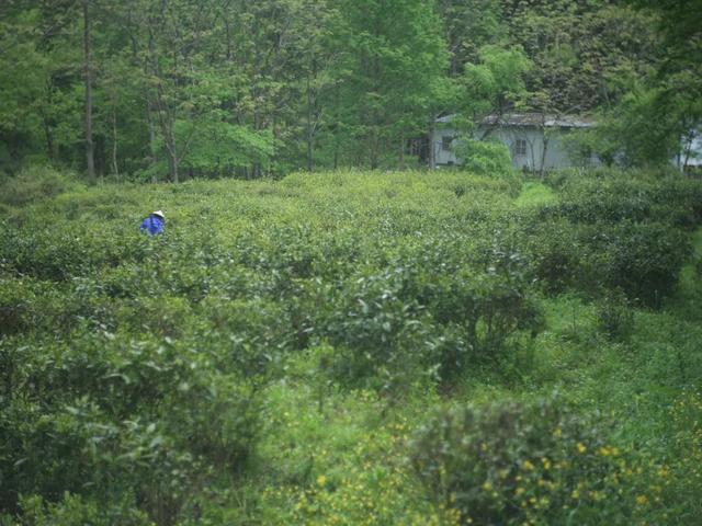 趣清凉·享太平 | 从“人从众”到“躺进山野”！东黄山让这届年轻人上头了！|皖美夏日