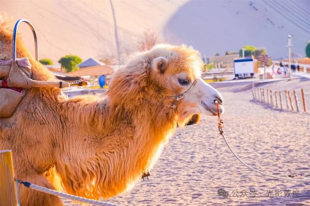 甘肃敦煌：深秋时节大漠秋景醉游人