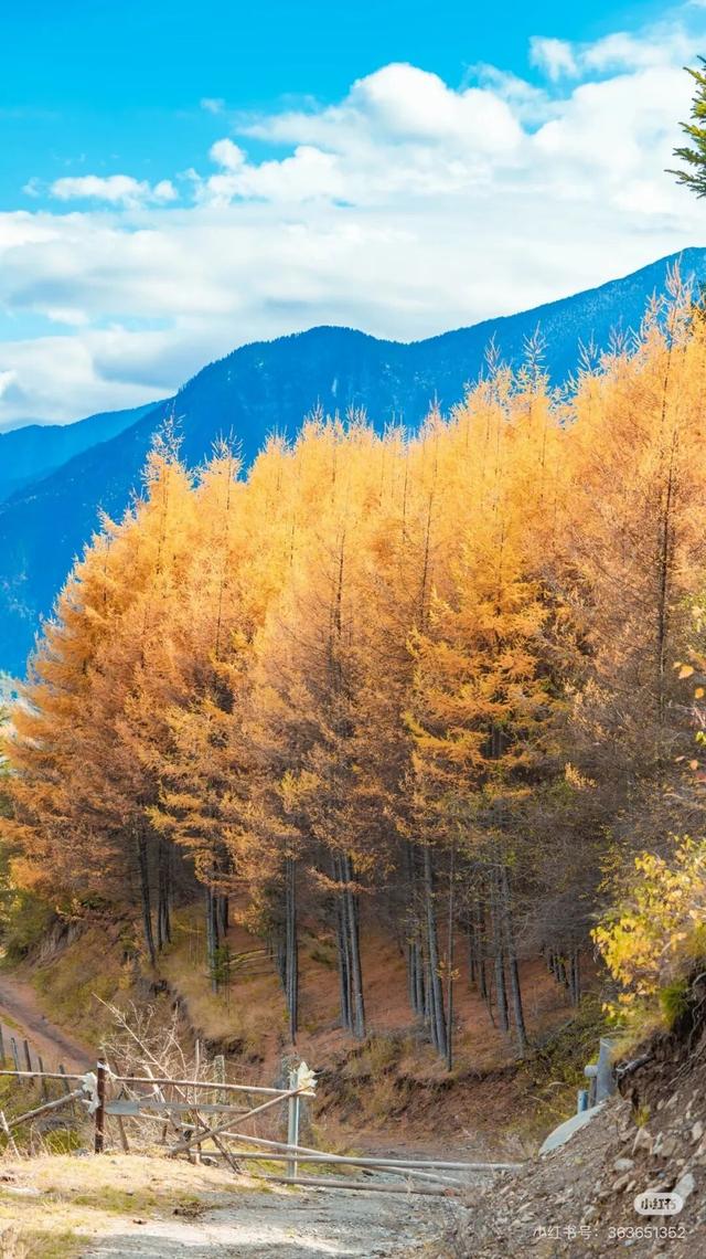 今年理县红叶开挂了！红得惊动天地，美到不可方物