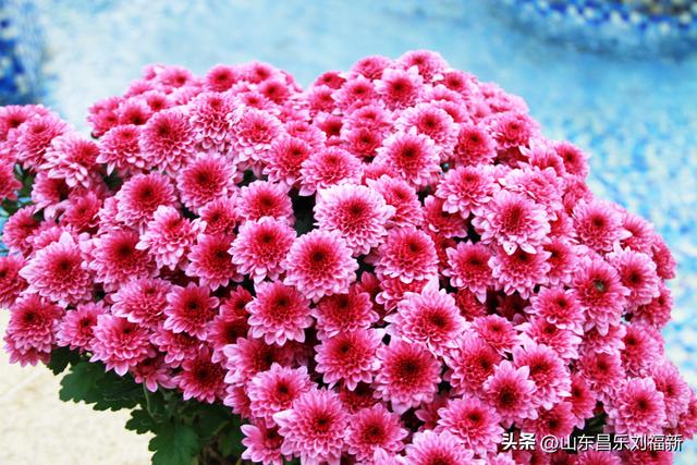 携老伴虹桥花园赏菊（上）