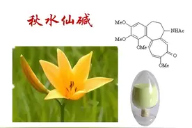 让人“又爱又恨”的秋水仙碱图片