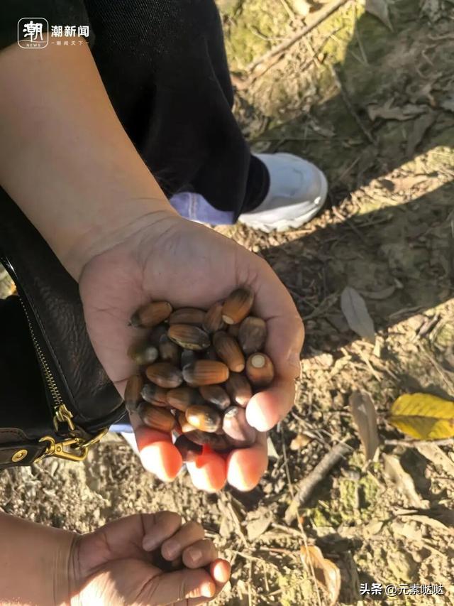 杭州植物园“捡秋”火了，不少人集体“蹲守”，来体验自然的快乐