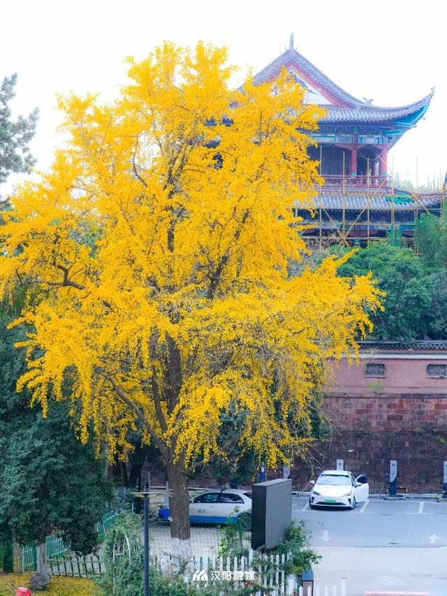 最后的金色狂欢！汉阳这三处私藏地一般人不知道→