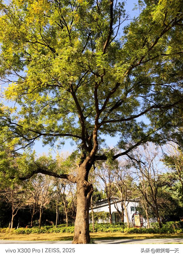 碧沙岗的秋，是郑州偷给我的半日温柔