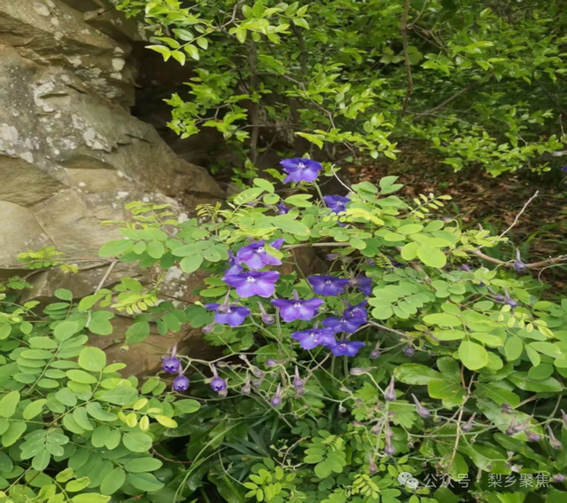 莱阳记忆：初夏登娘娘山