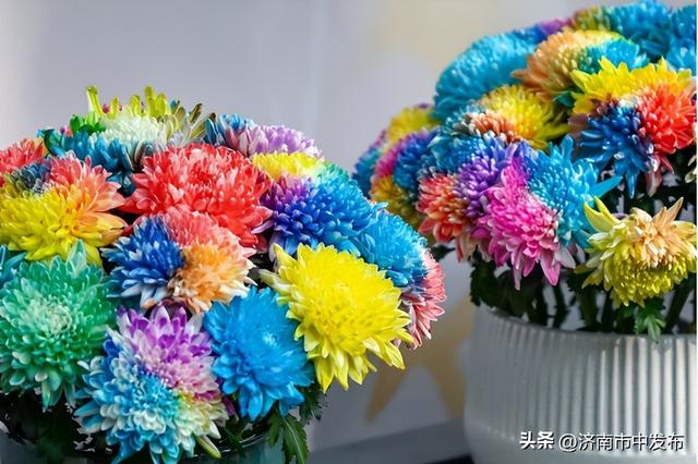 4米巨型大立菊见过吗？第46届趵突泉金秋菊展明天开幕！5大亮点抢先看→