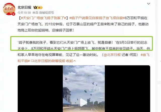 8万和平鸽放飞走失数十只后续：走失原因曝光挺特殊，网友立大功