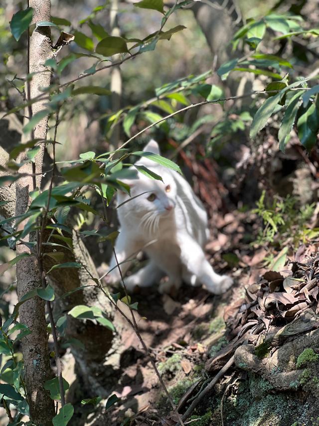 上天竺到云栖竹径，徒步9公里，感受一路秋意。
