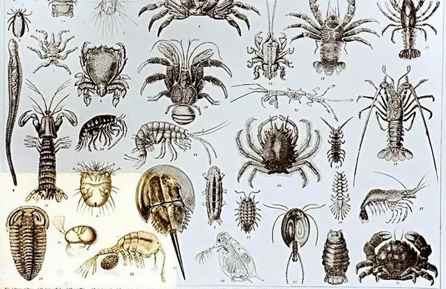 地球曾变成巨型冰球？寒武纪生命大爆发，揭露亿万年前的绝境翻盘