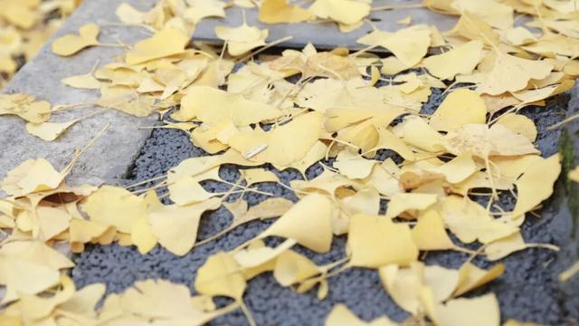 落叶缓扫，快来新津比“叶”！