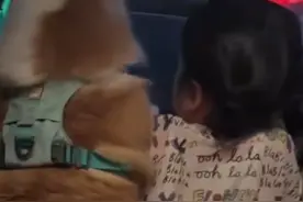 小女孩被柯基踩到手哭着喊：哥，你踩到我爪子了图片