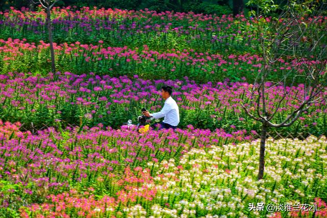 海珠湿地公园的醉蝶花七彩缤纷