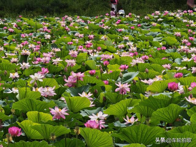 没有一株薰衣草的薰衣草庄园