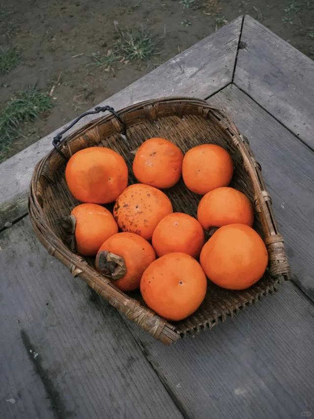 就这一口柿子，盼到冬天了！