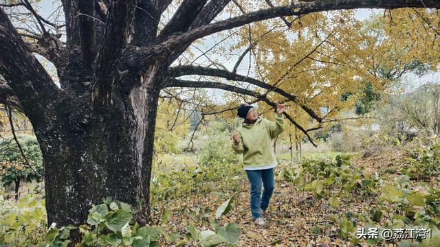 游长岗岭古村，观飘黄银杏