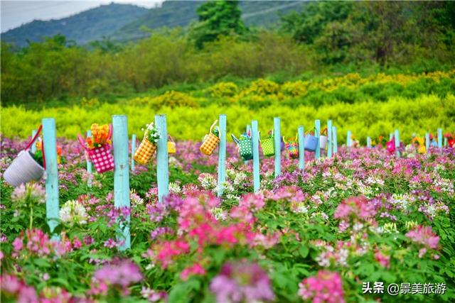 国庆相约卡玛花世界：花海中邂逅秋日浪漫，花篮小径中留下倩影