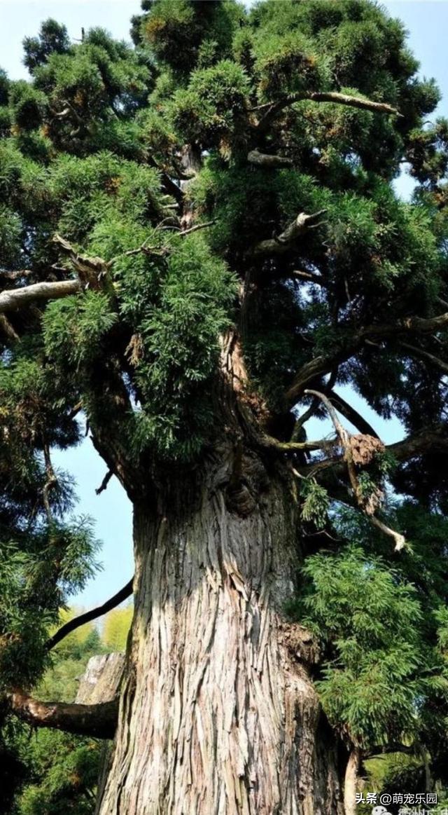 仰望天空巨树如华盖，微风诉说岁月故事，我沉醉绿意天地间