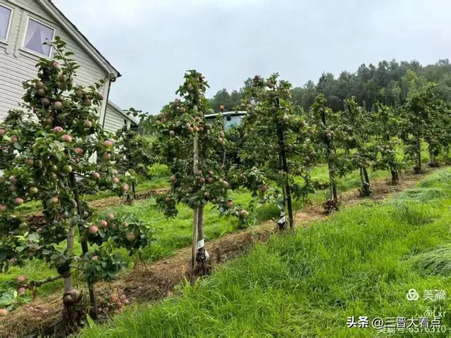 北欧旅游印象之十一:哈当厄尔峡湾苹果园
