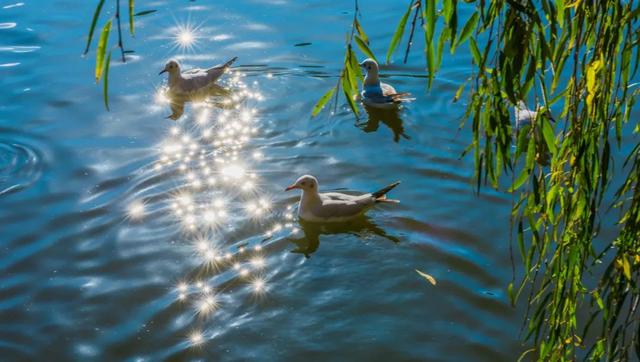 这个静谧小渔村，藏着彩虹桥、木栈道、老渔船、湖光鸥影……