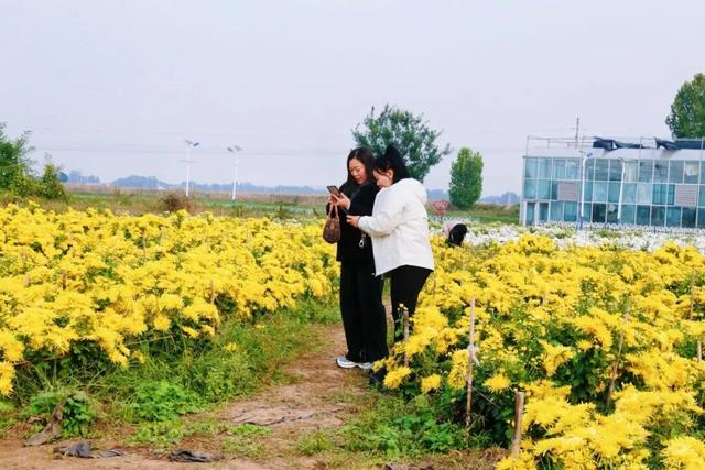 美翻！肥乡藏着一座菊园花海，美丽南赵等你来~
