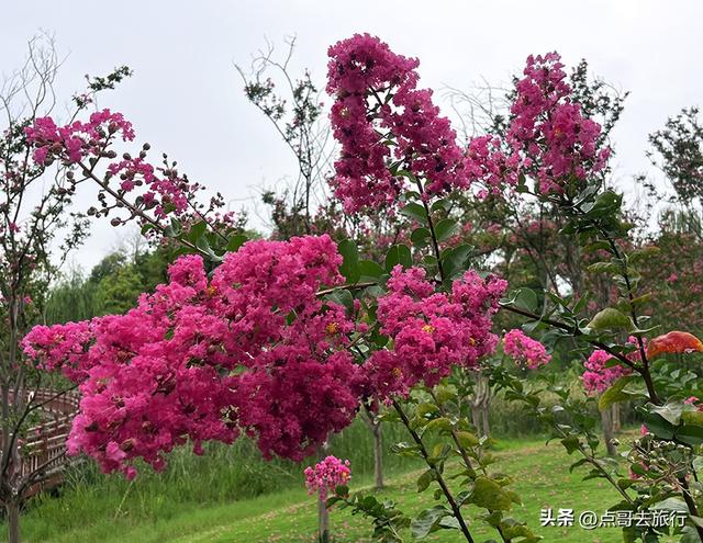 成都最近紫薇花公园，被严重低估，花开惊艳，地铁公交车直达！