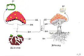 平江县简青芙蓉学校微生物模型制作大比拼，八年级学生脑洞大开！图片