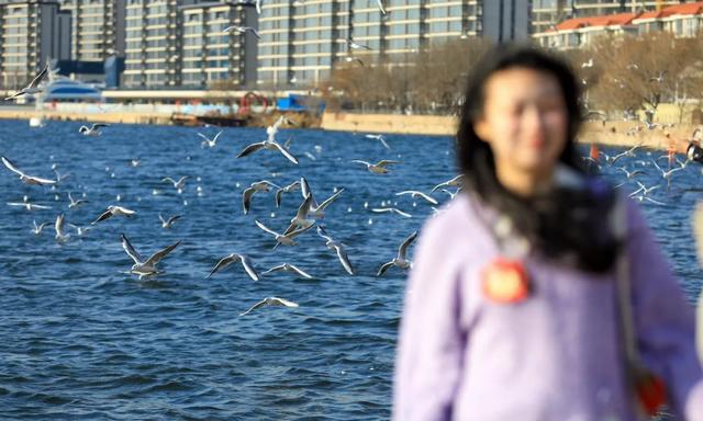海鸥在天津,真“美”呀!