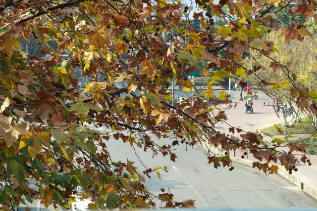 一袭焦糖色冬装！郫都老城梧桐，解锁街头温暖诗意