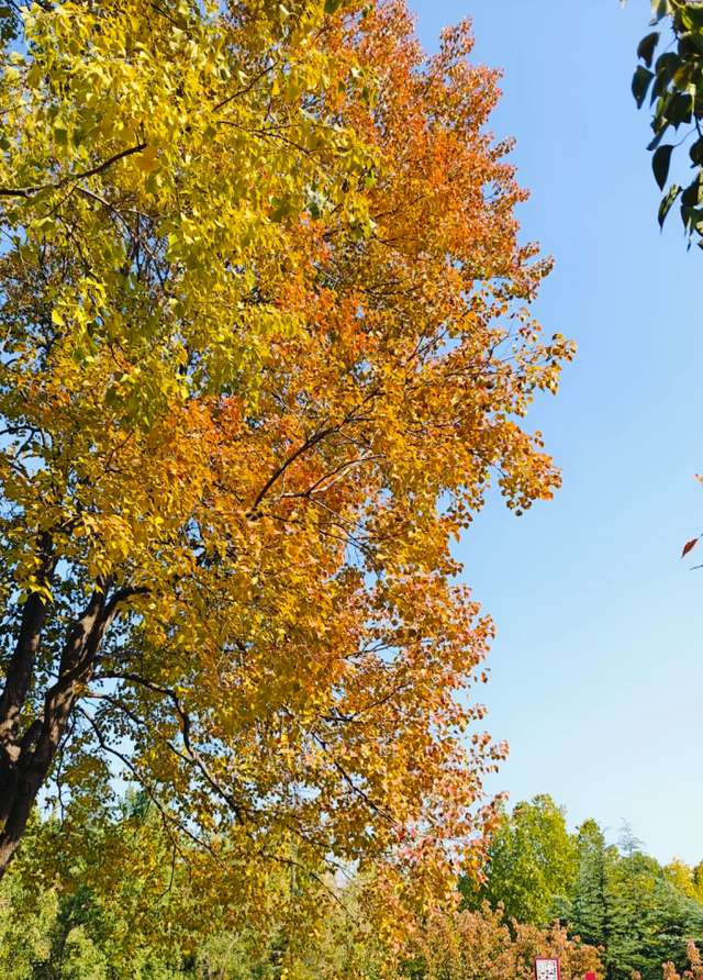 此刻的临沂，把清欢藏进风景里