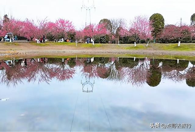 成都郫都区最大面积红梅花开了，粉红花海，非常壮观，不要门票！