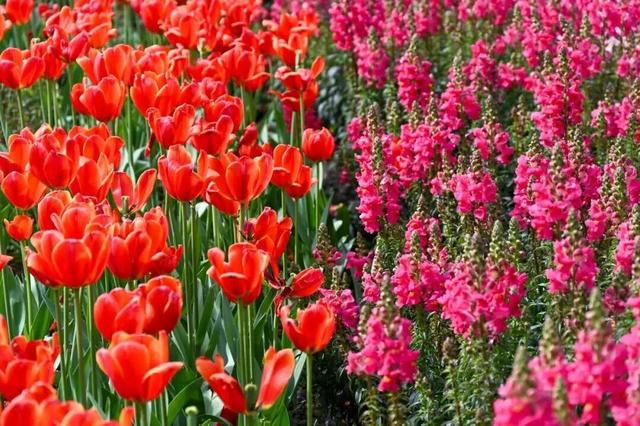 烟火成都丨哇塞！成都的春天也太会开了