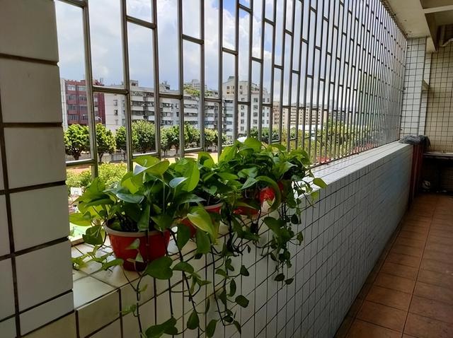 “阴花不能进阳宅”，家里若有这5种花，请赶紧“搬出去”！