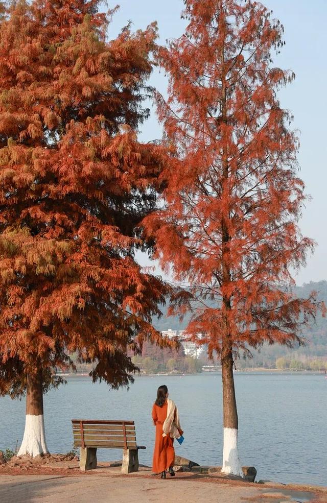 当水杉红遇上元旦红，这个假期来湘湖点亮新年希望~