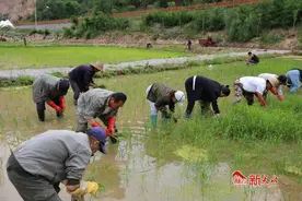 武山县温泉镇：温泉滋养“贡米”香 绿色稻田插秧忙图片