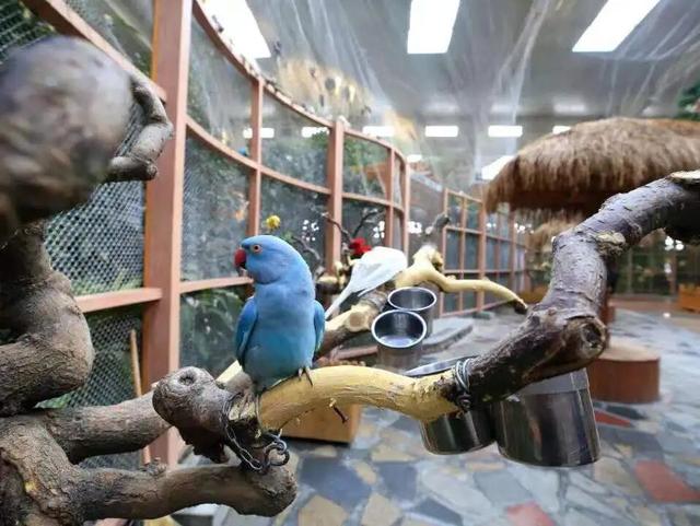 冬日奇遇开启！五洲植物乐园藏着超多惊喜！寻绿不跑空！12月营业时间新鲜出炉~