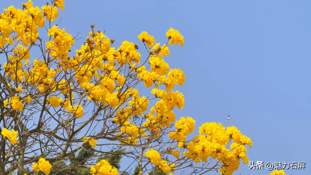春光正好 黄花风铃木迎来最美的盛放时节