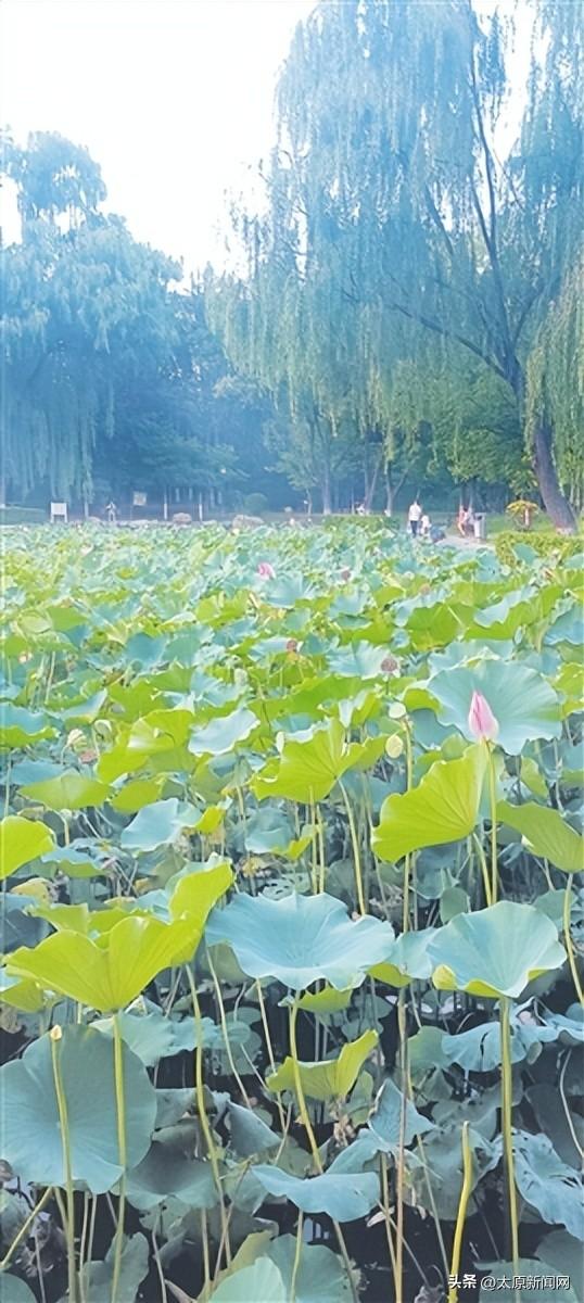 太原：公园焕新景 秋天味道浓