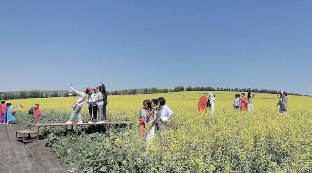 金色浪漫！呼伦贝尔农垦莫拐农牧场6.2万亩油菜花盛放