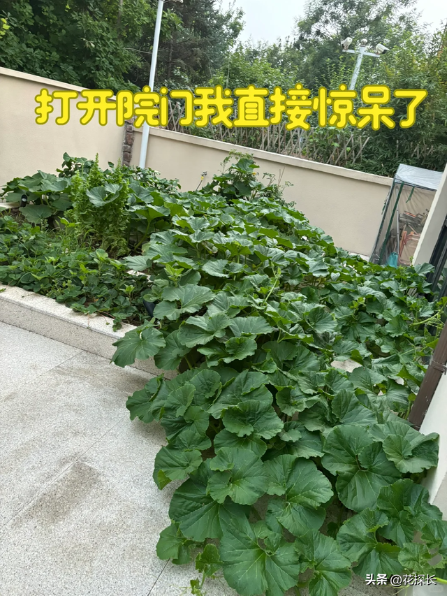 女子离家半个月，一院子南瓜“成了精”，网友：天呐，羡慕死了！