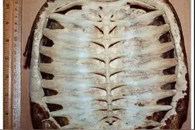 看到乌龟的骨骼，你就明白了，为啥它是世上最诡异的动物之一！图片