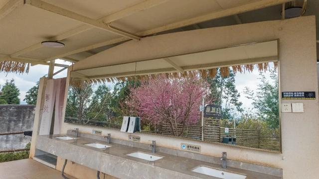 昆明市区冬樱花树下连猪都能自由奔跑的世外桃源