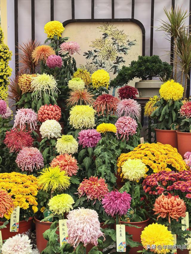 秋风独宠一园菊，晚来香艳出樊篱——北京北海公园2025年菊花展