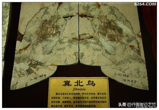 山东行游影记（36）—平邑天宇自然博物馆（十一）