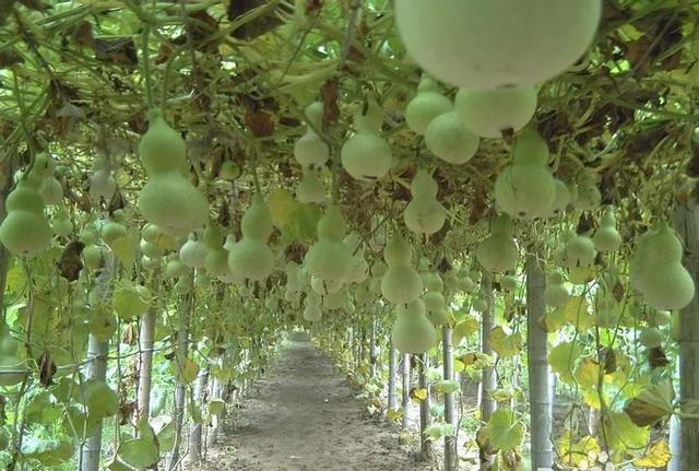 沪上这9条秋游线路，带你走进申城最美的秋景~