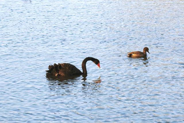 山东变身“候鸟天堂”，点击Get冬日限定浪漫