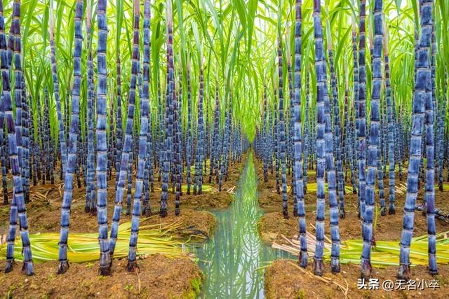 我来告诉你，广西水果自由的背后藏着多少“不可告人”的秘密
