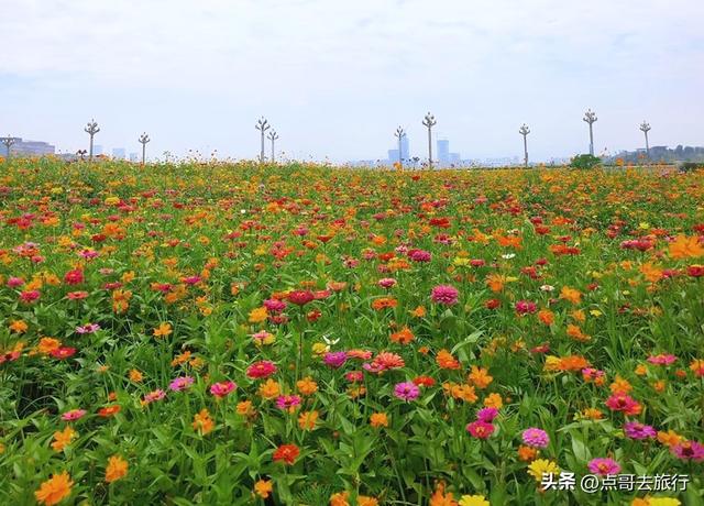 成都最近的格桑花海，6万多平米，山坡被美爆，地铁直达！