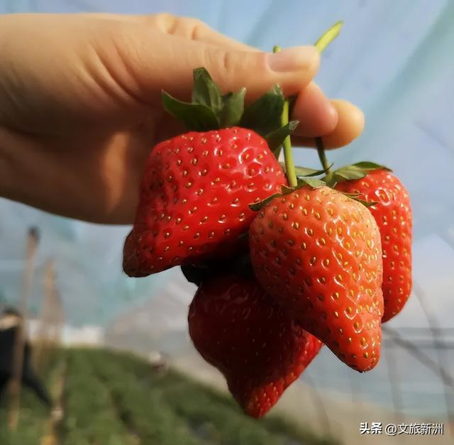 冬日“甜妹”C位出道！新洲草莓采摘指南来啦~