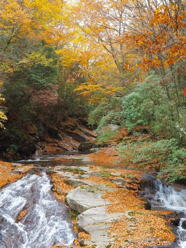听劝！别再去光雾山米仓山人挤人，红叶没有啦！