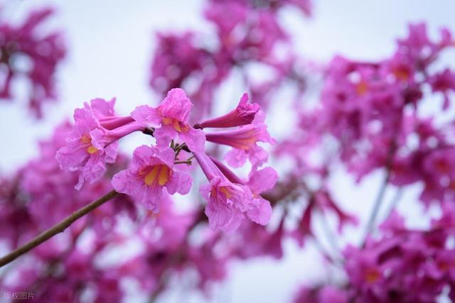 没门票没停车费！广东江门两个紫花风铃木花海，正是观赏期人还少